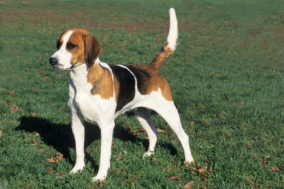 English Foxhound