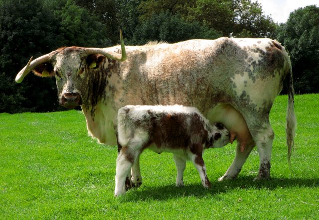 English Longhorn cattle