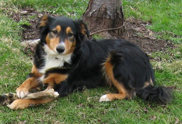 English Shepherd