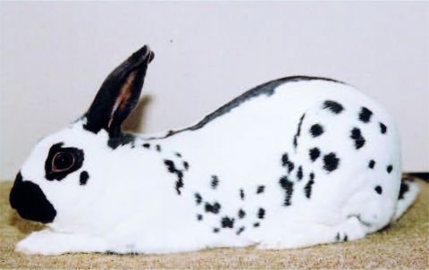 English Spot rabbit