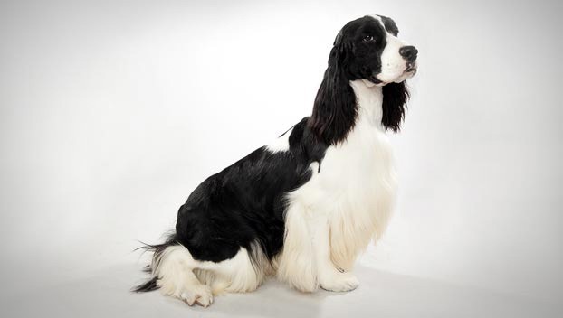 English Springer Spaniel