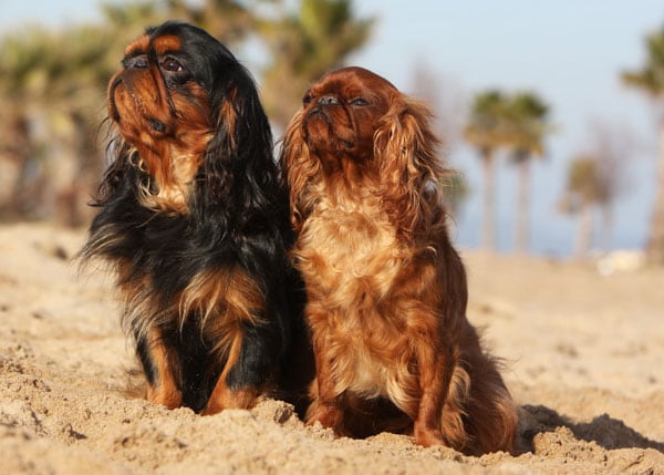 English Toy Spaniel