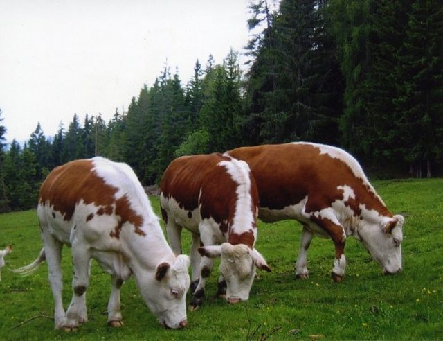 Ennstal Mountain Pied cattle