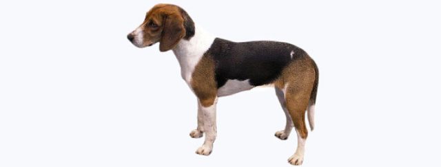 Estonian Hound