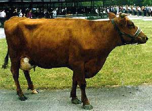 Estonian Red cattle