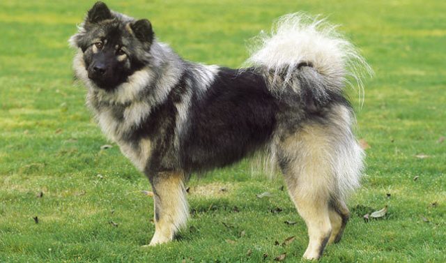 eurasier in not ekw