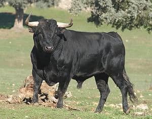 Fighting cattle