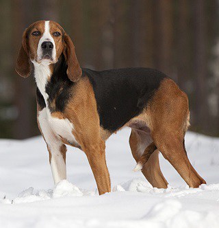 are finnish hound aggressive