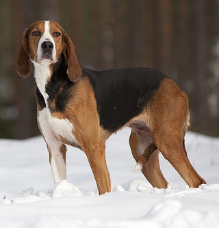 Finnish Hound