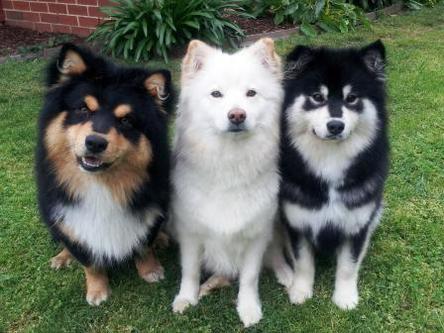 Finnish Lapphund