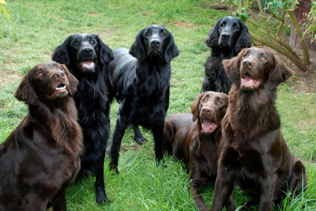 Flat-Coated Retriever