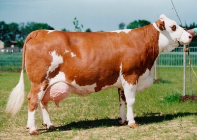 Fleckvieh cattle