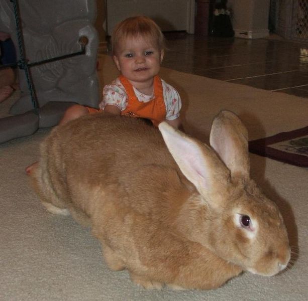 Flemish Giant rabbit