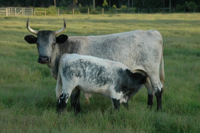 Florida Cracker cattle