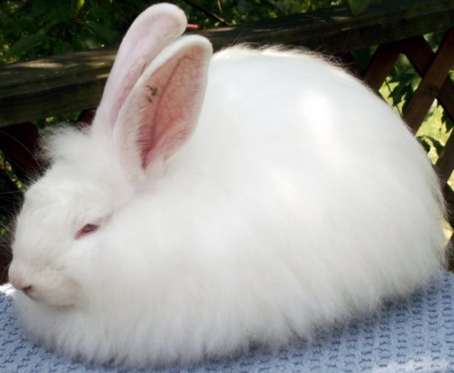 French Angora rabbit