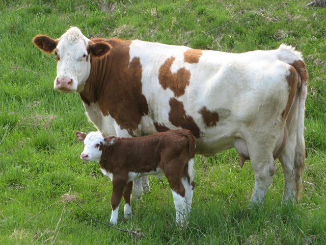 French Simmental cattle