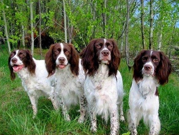 French Spaniel