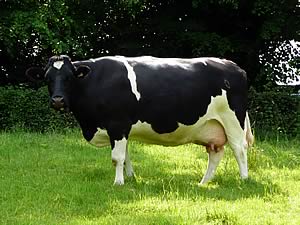 Friesian cattle