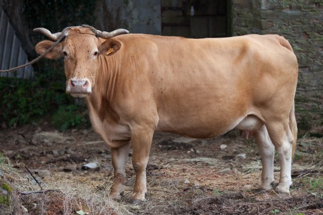 Galician Blond cattle