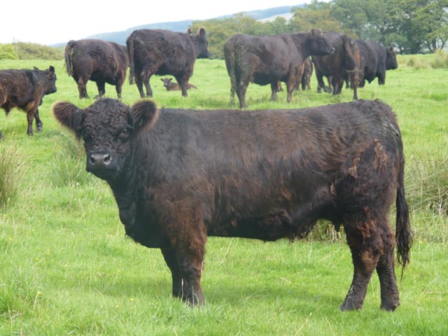 Galloway cattle