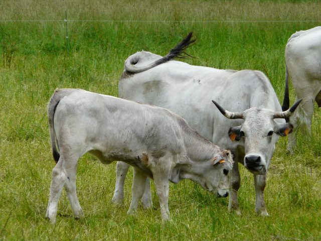 Gascon cattle