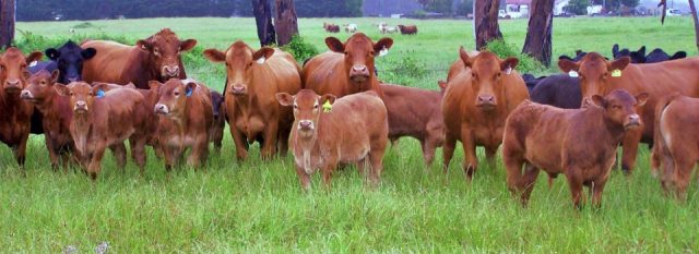 Gelbvieh cattle