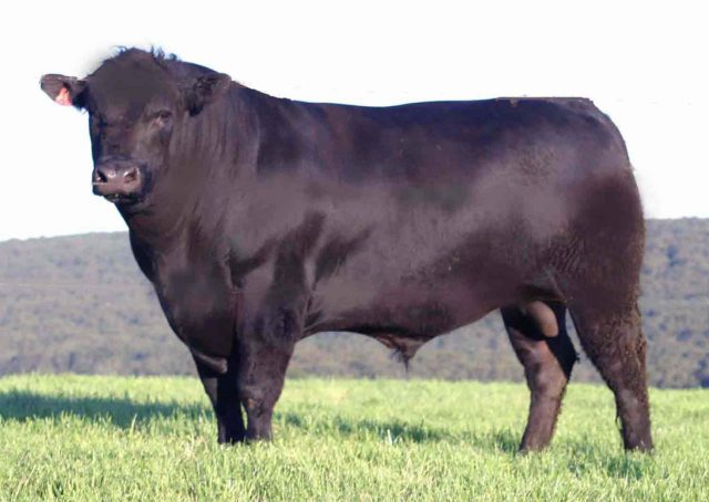 German Angus cattle