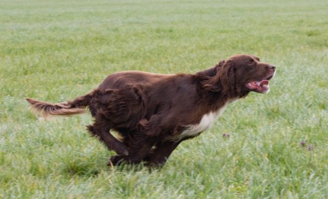 German Longhaired Pointer