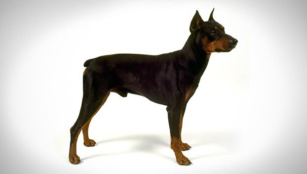 German Pinscher