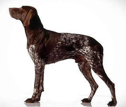 German Shorthaired Pointer