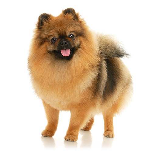 German Spitz: Small