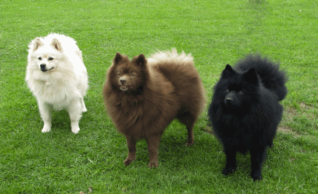 German Spitz: Standard