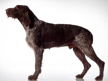 German Wirehaired Pointer