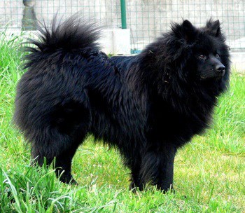 Giant German Spitz