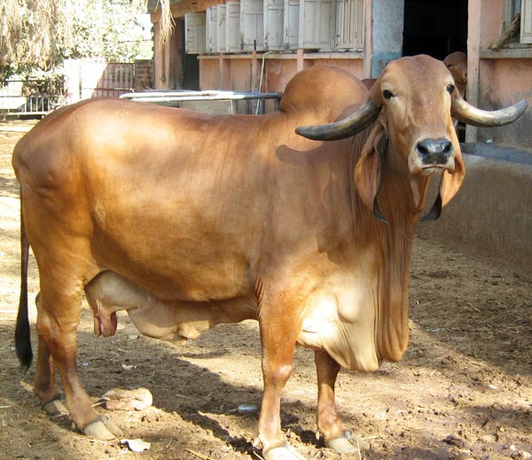 Gir/ Gyr cattle