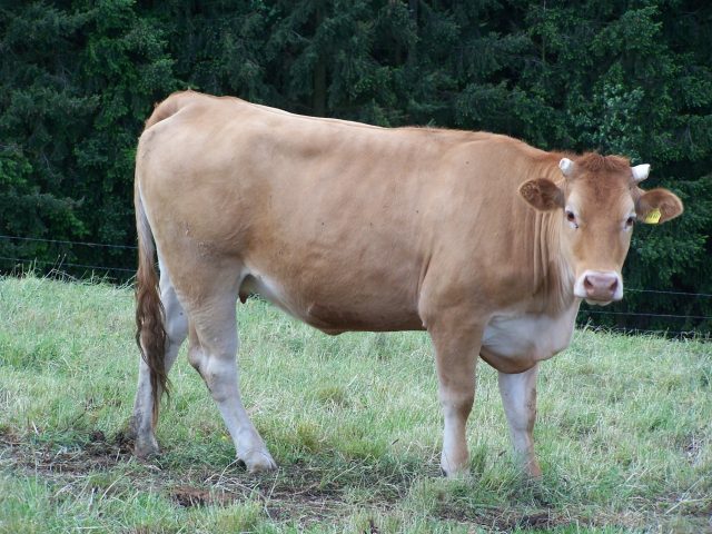 Glan cattle