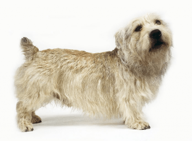 Glen of Imaal Terrier