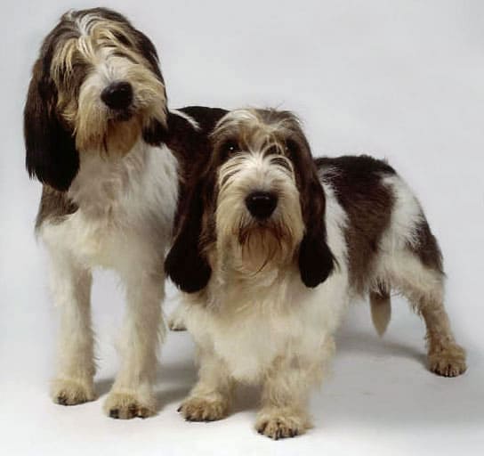 Grand Basset Griffon Vendeen