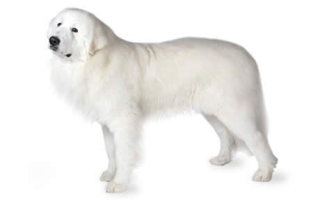 Great Pyrenees