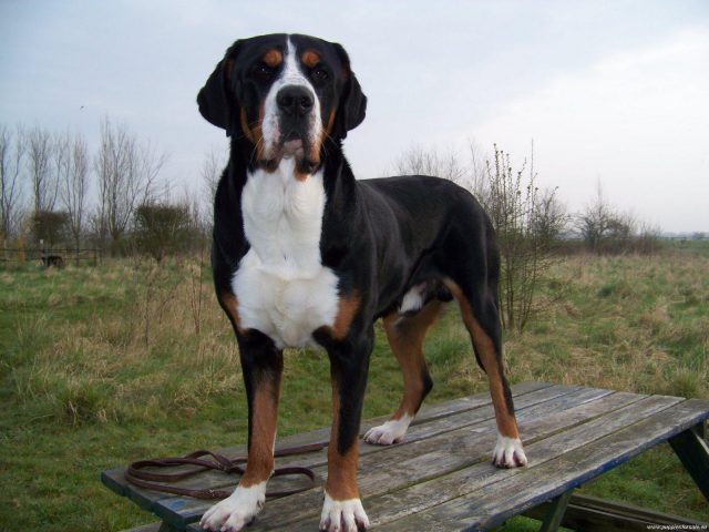 Greater Swiss Mountain Dog