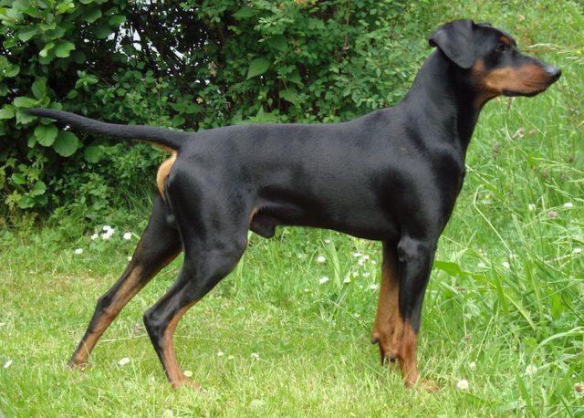 greek harehound is a mixed breed