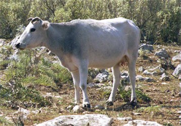 Greek Shorthorn cattle