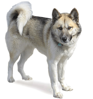 Greenland Dog