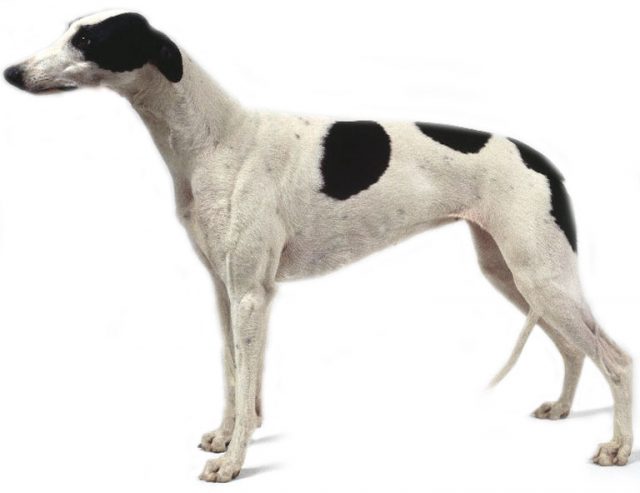 Greyhound