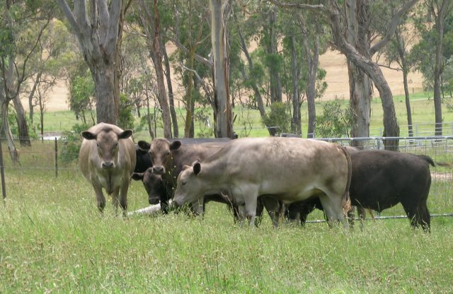 Greyman cattle