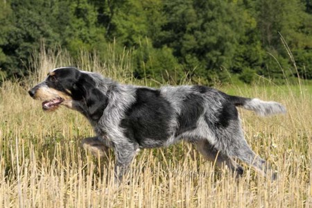 Griffon Bleu de Gascogne