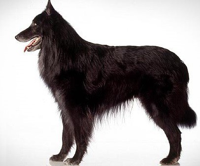 Groenendael (Belgian Shepherd Dog)