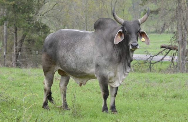 Guzerat cattle / Kankrej cattle