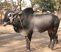 Hallikar cattle