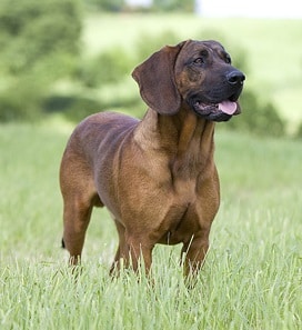 Hanoverian Hound